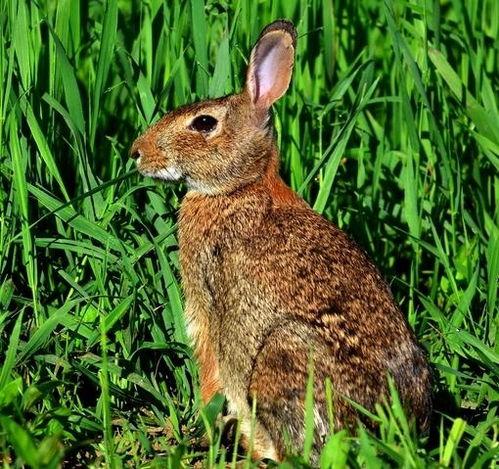棉尾兔福利在线观看,揭秘萌宠生活，感受温馨陪伴