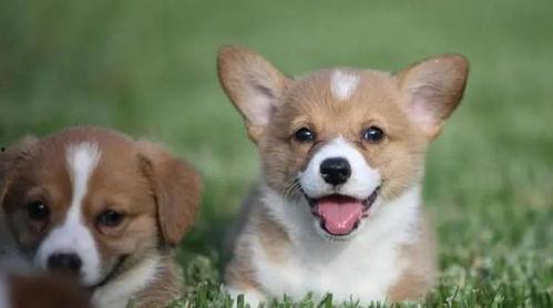 人与狗福利在线,人与狗福利的和谐共生之路